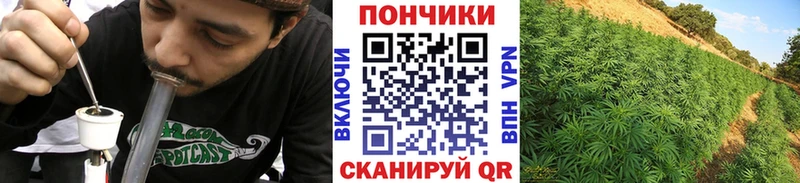 Конопля ГИДРОПОН  Пересвет 
